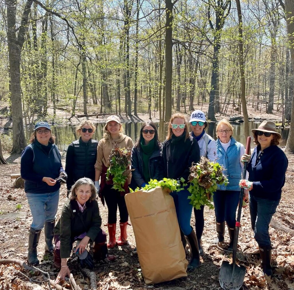 (PHOTO: Chris Duncan (floral design chair and GCA civic improvement and grants chair) and Mary Julian (second vice president) working on a invasive garlic mustard removal pull with provisionals at the Rye Nature Center. Contributed.)