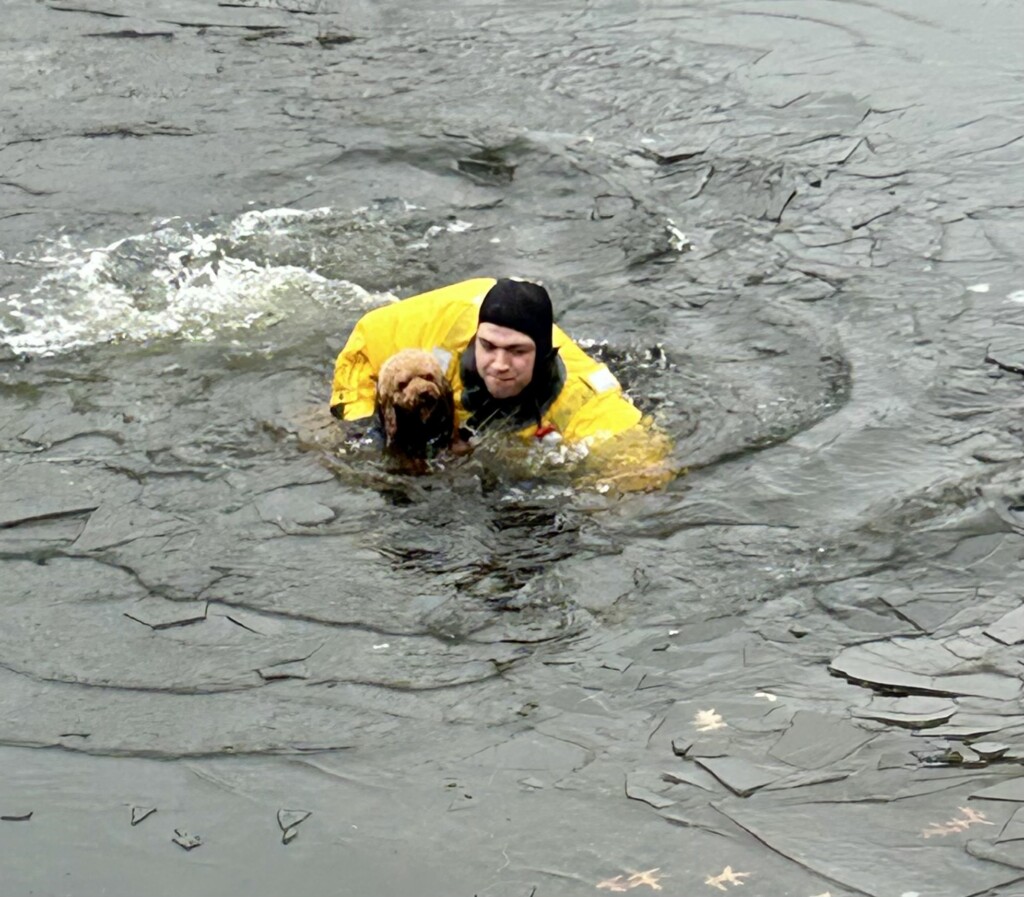 (PHOTO: On Monday, January 6, 2025, Rye FD Firefighter Ricky Colasacco rescued Scout the mini goldendoodle from an icy pond on the grounds of the Apawamis Golf Club. Contributed.)