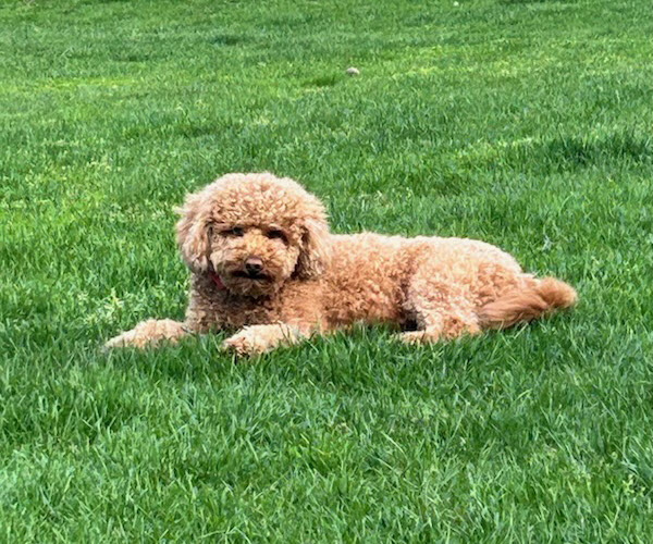 (PHOTO: Scout the mini goldendoodle enjoying the grass on a warmer day. Contributed.)