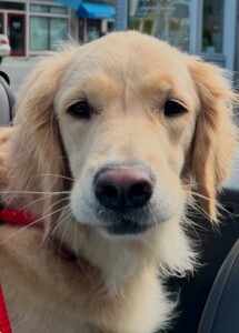 (PHOTO: Kristine Augenthaler's golden retriever Skye.)