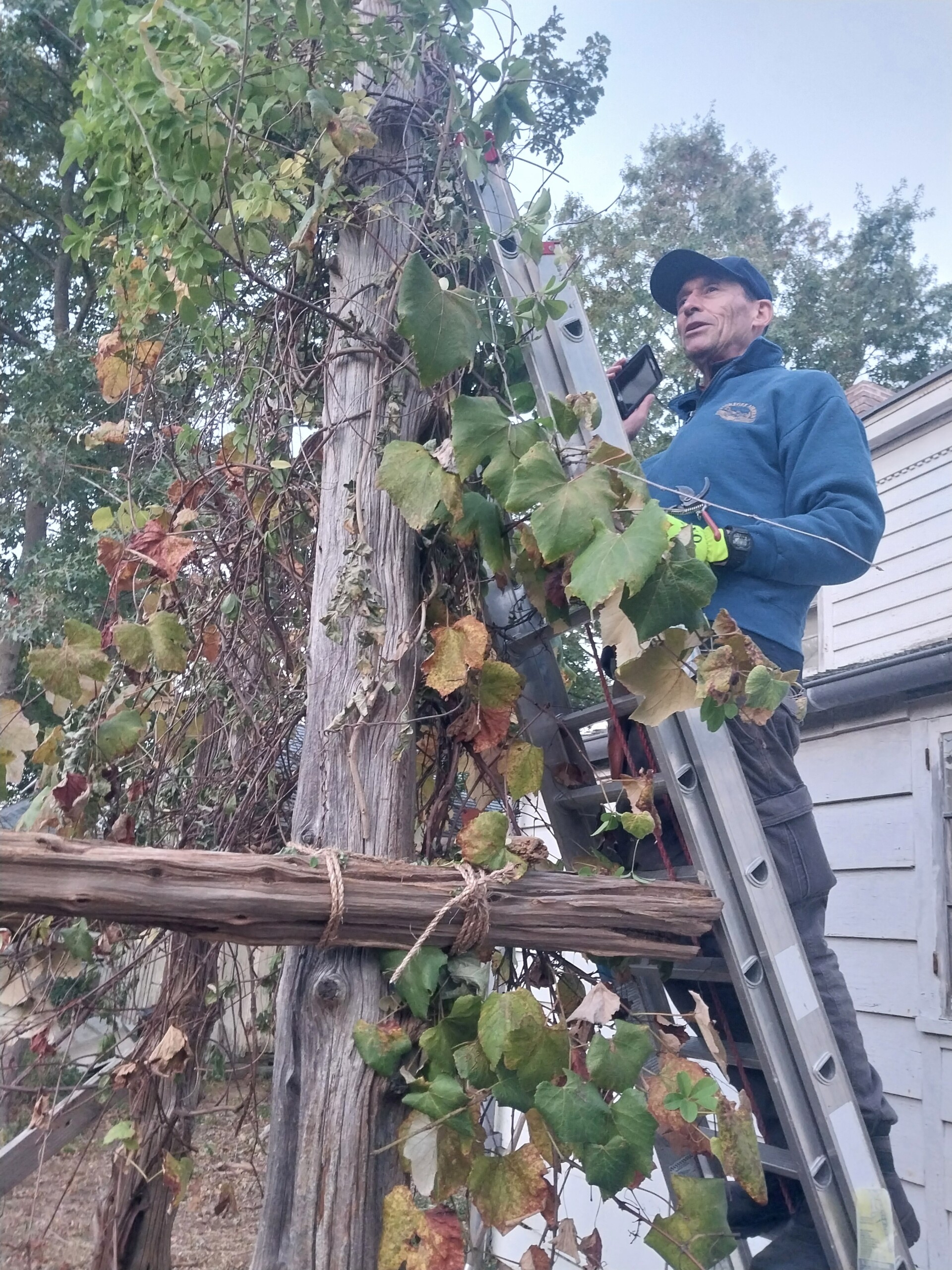 Volunteer Dr. Frank Goldszer working on the Grape Arbor. Contributed.