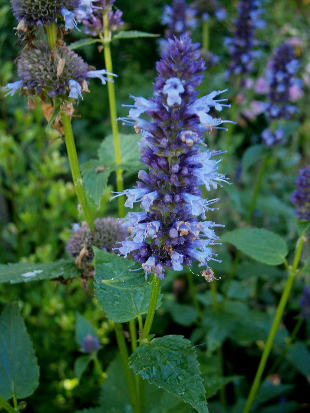 (PHOTO: Blue giant hyssop, anise hyssop (Agastache foeniculum). Source: Meneerke bloem, CC BY-SA 3.0.)
