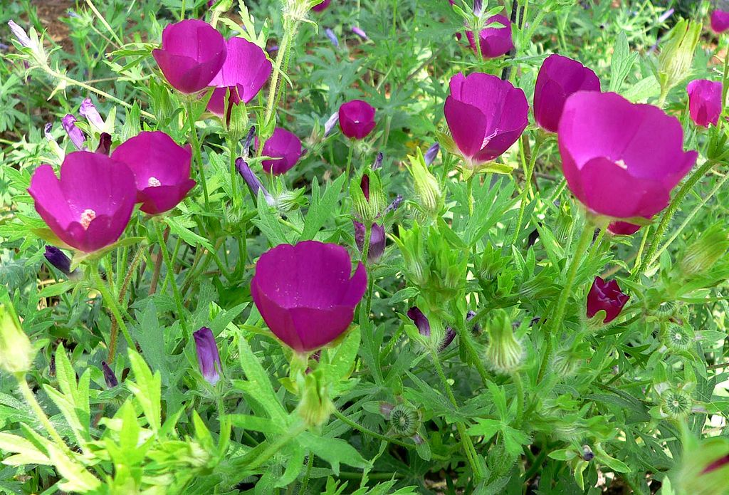(PHOTO: Purple poppy mallow (Callirhoe involucrata) from the Springs Preserve garden in Las Vegas, Nevada. Source: Stan Shebs, CC BY-SA 3.0.)