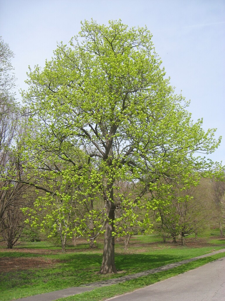 (PHOTO: American Basswood, American Linden (Tilia americana). A specimen in the Arnold Arboretum in Boston leafing out in spring. Public domain.)