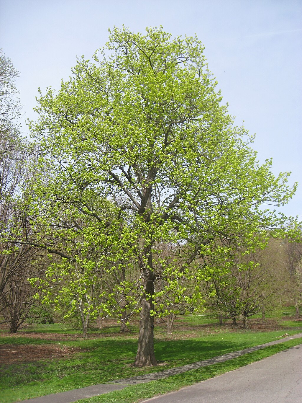 Going Native: Trees for Shady Yards with Bram Gunther of Plan it Wild