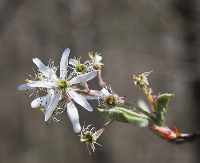 (PHOTO: Common Serviceberry, Juneberry (Amelanchier arborea) flower details. Credit Dcrjsr, CC BY 3.0.)