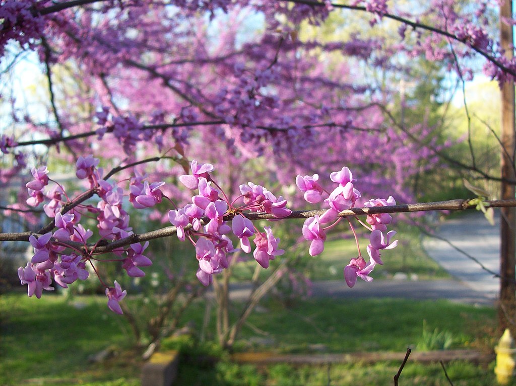 (PHOTO: Eastern redbud (Cercis canadensis) blossoms. Credit: Hoodedwarbler12 at English Wikipedia. CC By 3.0.)