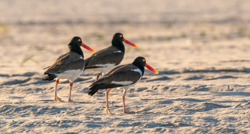 (PHOTO: American Oystercatcher (Haematopus palliatus) at the Edith G. Read Wildlife Sanctuary in Rye, New York. Credit: Kara Mason.)