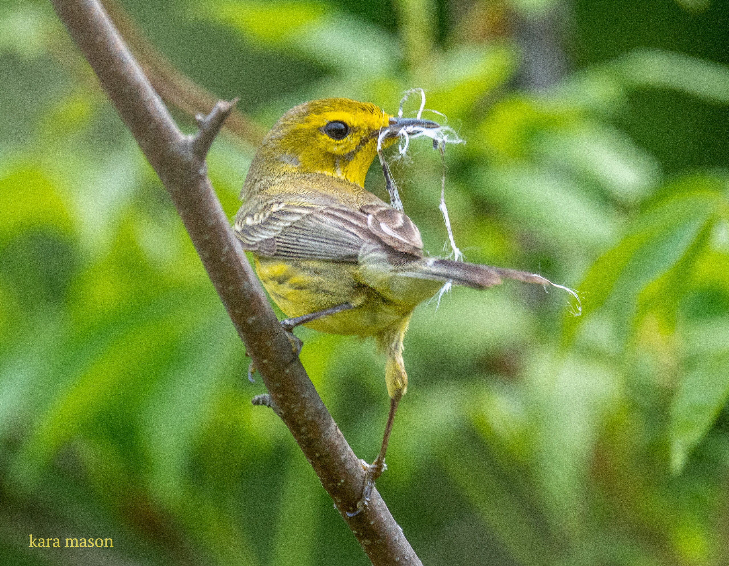 Birds of Rye: Prairie Warbler (Setophaga discolor)