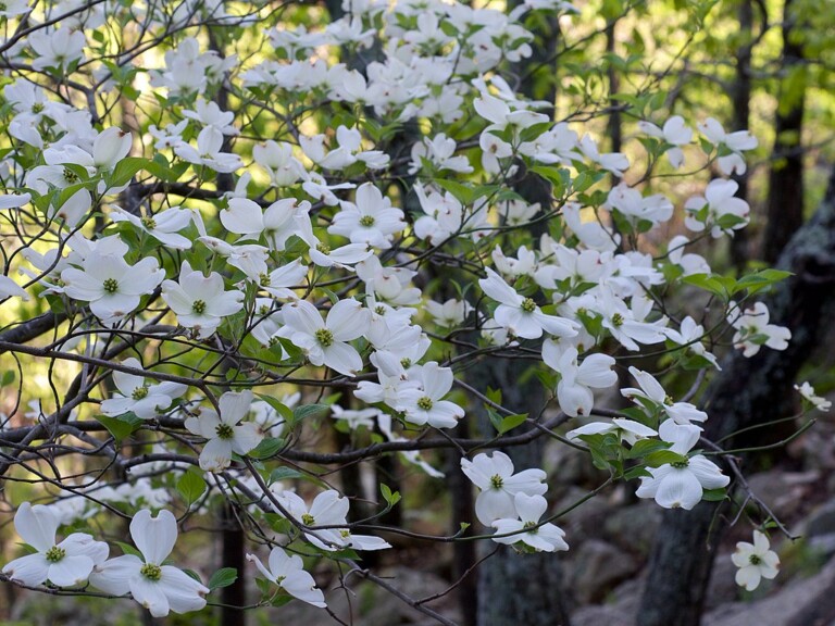 (PHOTO: Flowering dogwood (Cornus florida). Eric Hunt, CC BY-SA 4.0.)