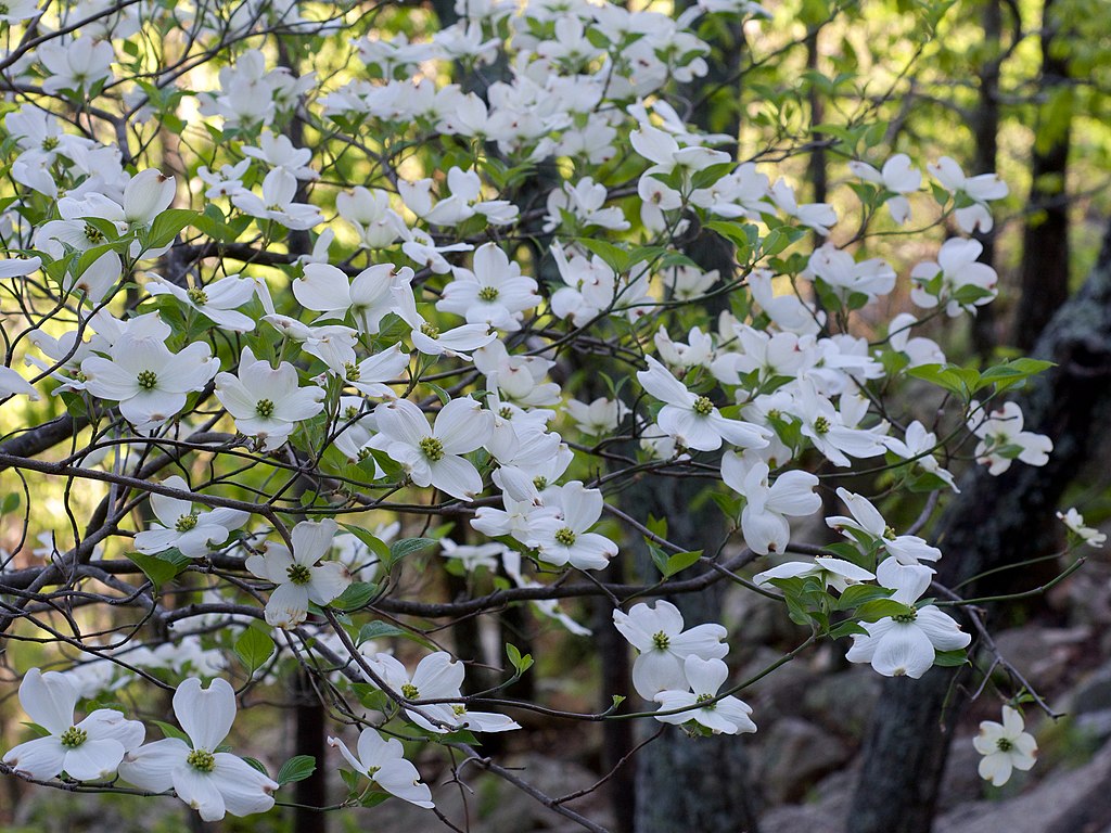 (PHOTO: Flowering dogwood (Cornus florida). Eric Hunt, CC BY-SA 4.0.)