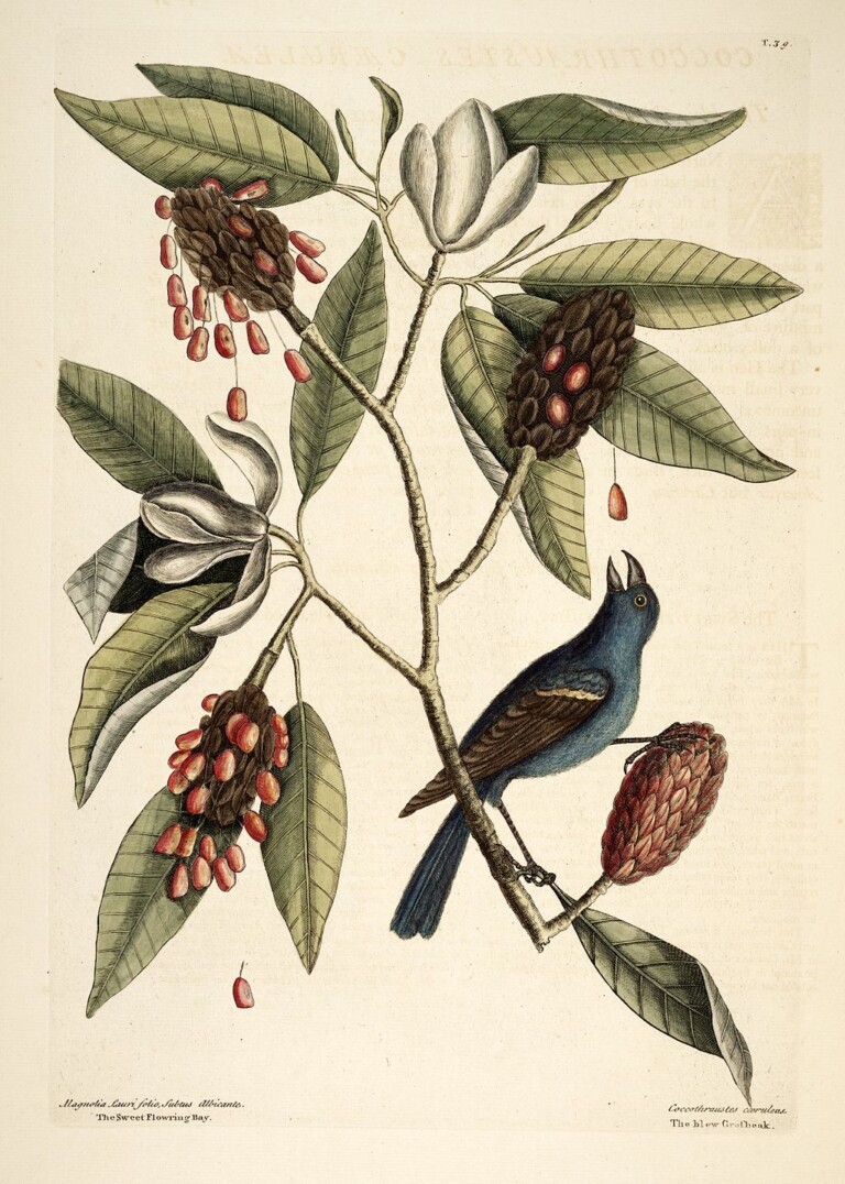 (PHOTO: Mark Catesby (1730), Natural History of Carolina etc., plate 39, with Magnolia lauri folio, subtus albicante, the Sweet Bay (Magnolia virginiana) and Coccothraustes coeruleus ("caerulea" in the accompanying text), the Blue Grosbeak (Passerina caerulea). Public domain.)