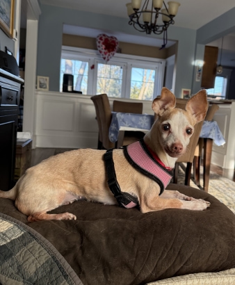 Pet Adoption: Azura, Mature and Good-Natured