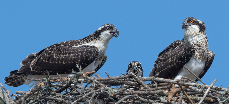 (PHOTO: Osprey (Pandion haliaetus) at the Marshlands Conservancy in Rye, New York. Credit: Kara Mason.)