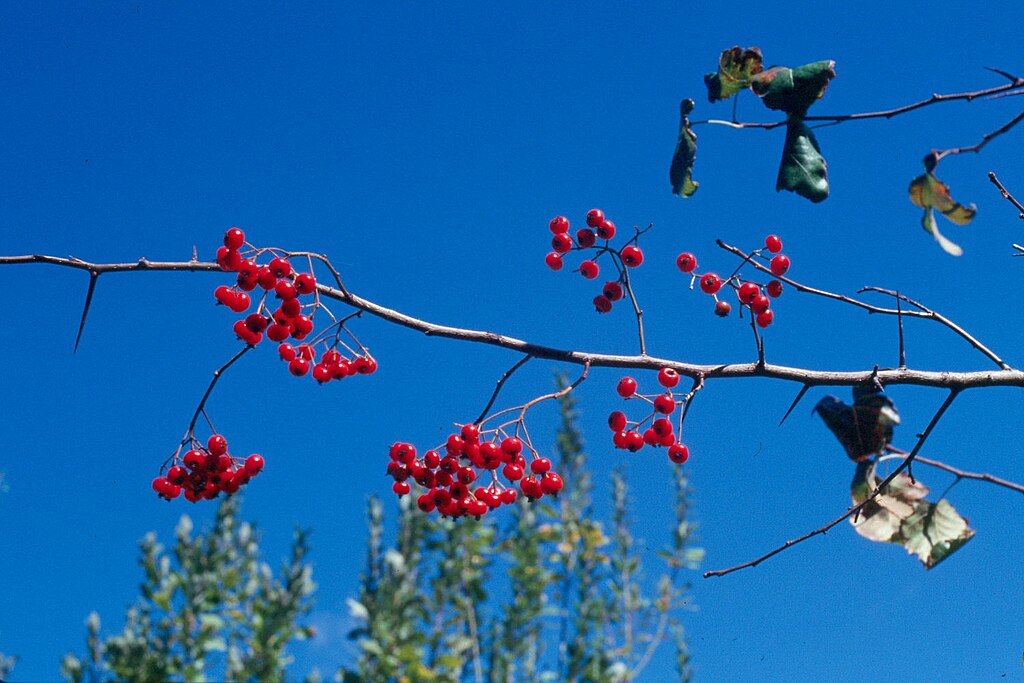 Going Native: Trees for Sunny Yards with Dominique Biondi of Ecologic