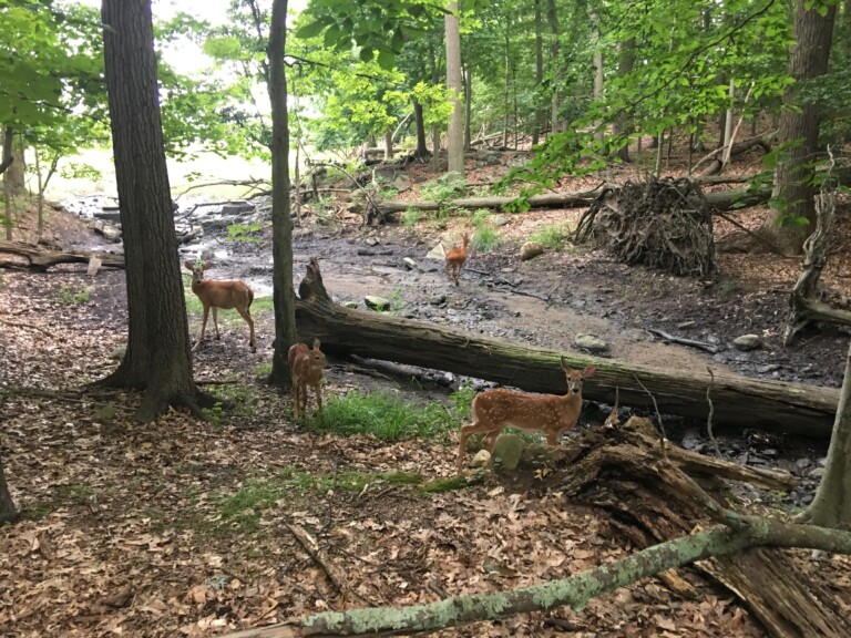 (PHOTO: Deer in the Rye Marshlands Conservancy. File photo. 2017.)