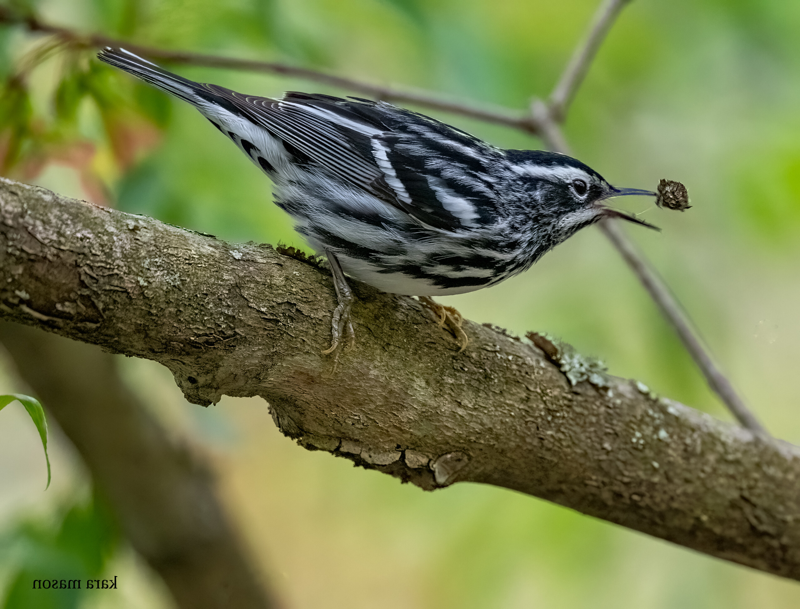 (PHOTO: Black-and-white Warbler (Mniotilta varia) at the Marshlands Conservancy in Rye, New York. Credit: Kara Mason.)