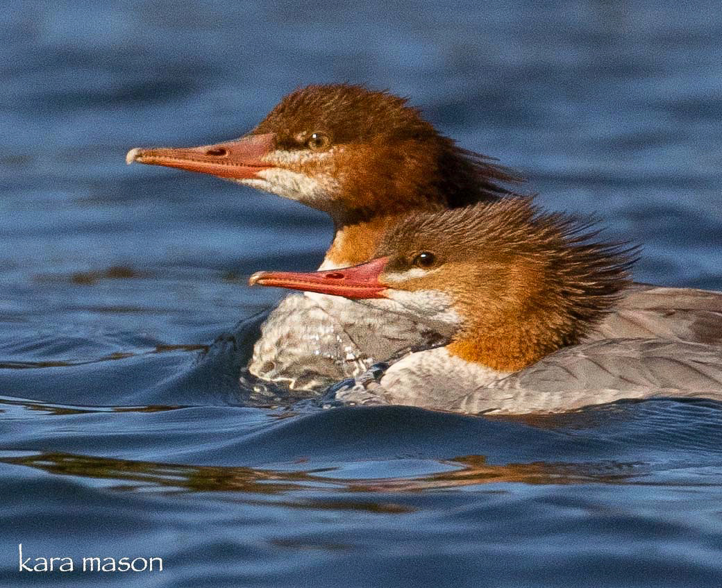 (PHOTO: Common Merganser (Mergus merganser) at the Edith G. Read Wildlife Sanctuary in Rye, New York. Credit: Kara Mason.)