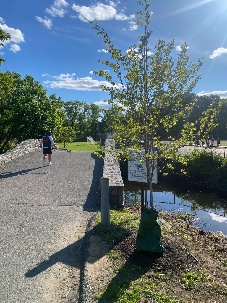 (PHOTO: A native redbud tree planted at the bridge over the Blind Brook as part of the Spring for Rye project. Two hundred native trees were planted across all four school campuses in Rye.)