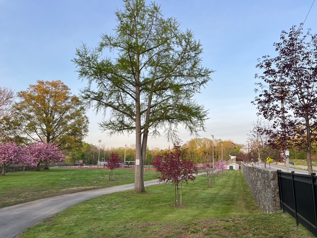 (PHOTO: A few of the two hundred native trees planted for the Spring for Rye project. The native trees were planted across all four school campuses in Rye. Contributed.)