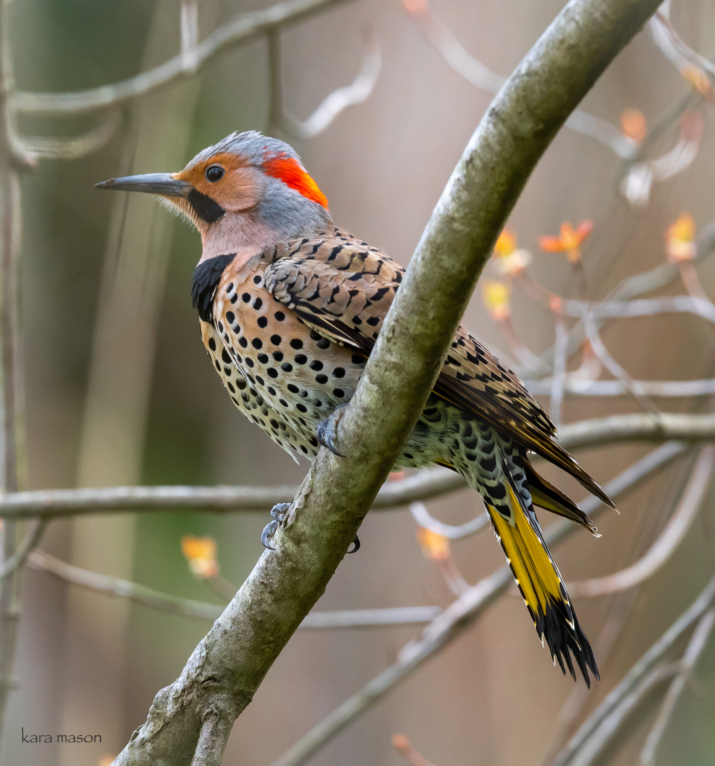 (PHOTO: Northern Flicker (Colaptes auratus) at the Marshlands Conservancy in Rye, New York. Credit: Kara Mason.)