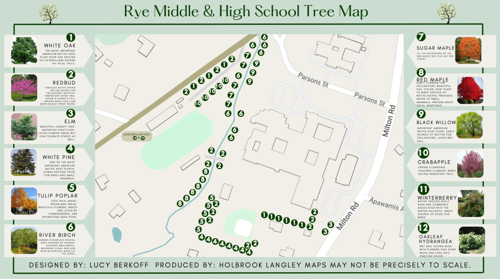 (PHOTO: Map shows where the various native trees were planted at the Rye High and Middle School campus as part of Spring for Rye. The two year project was delivered on May 20, 2025 and will last generations, serving students and pollinators.)