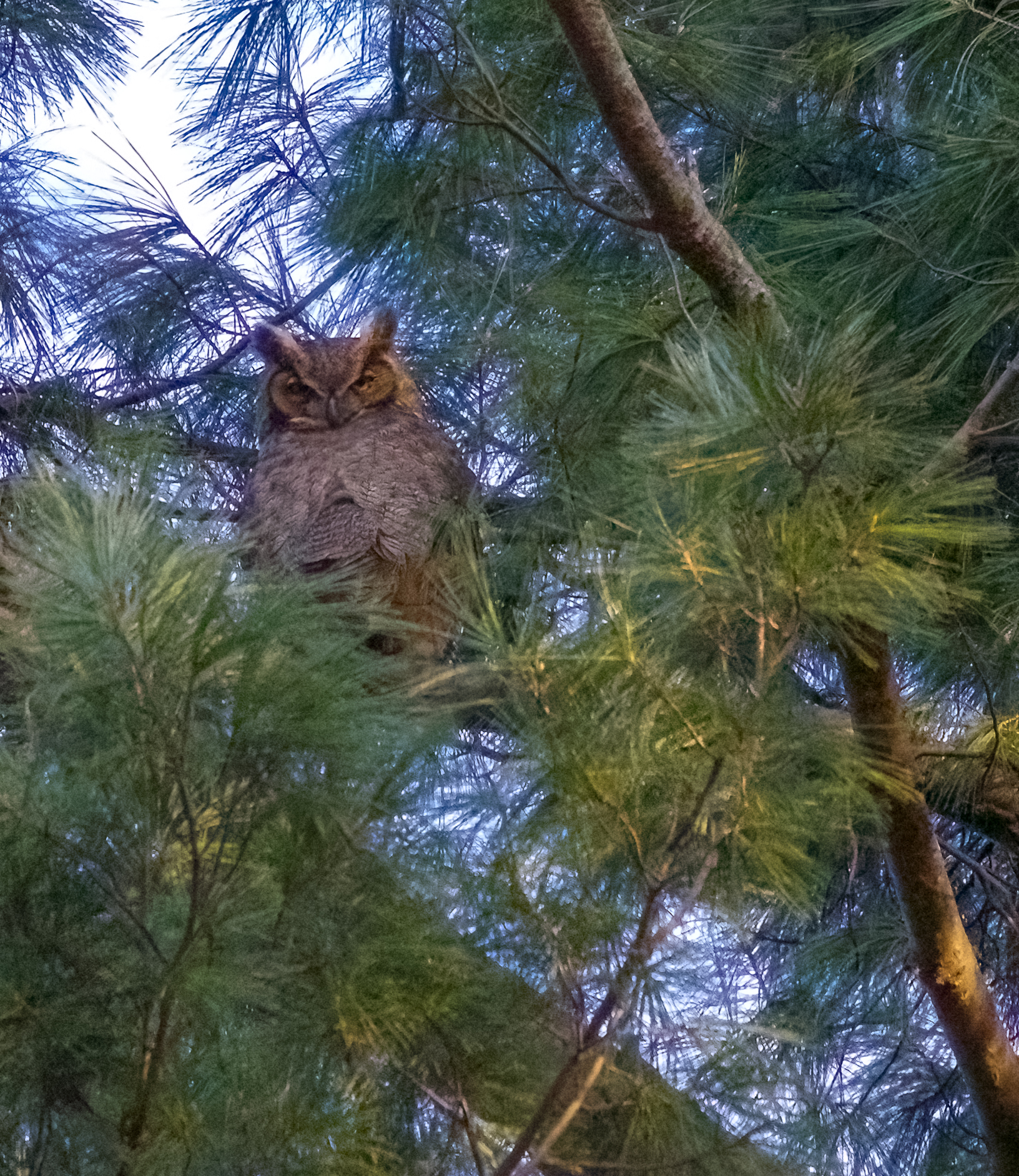 (PHOTO: Great Horned Owl (Bubo virginianus) at the Marshlands Conservancy in Rye, New York. Credit: Kara Mason.)