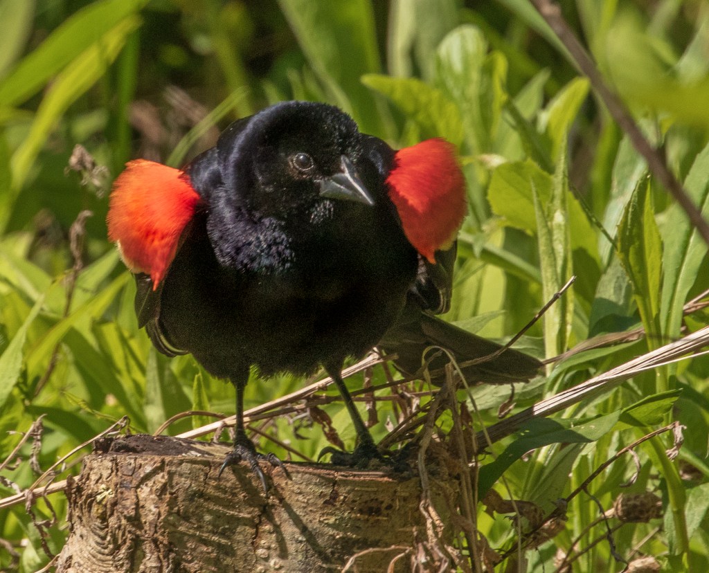 Birds of Rye: Red-winged Blackbird (Agelaius phoeniceus)