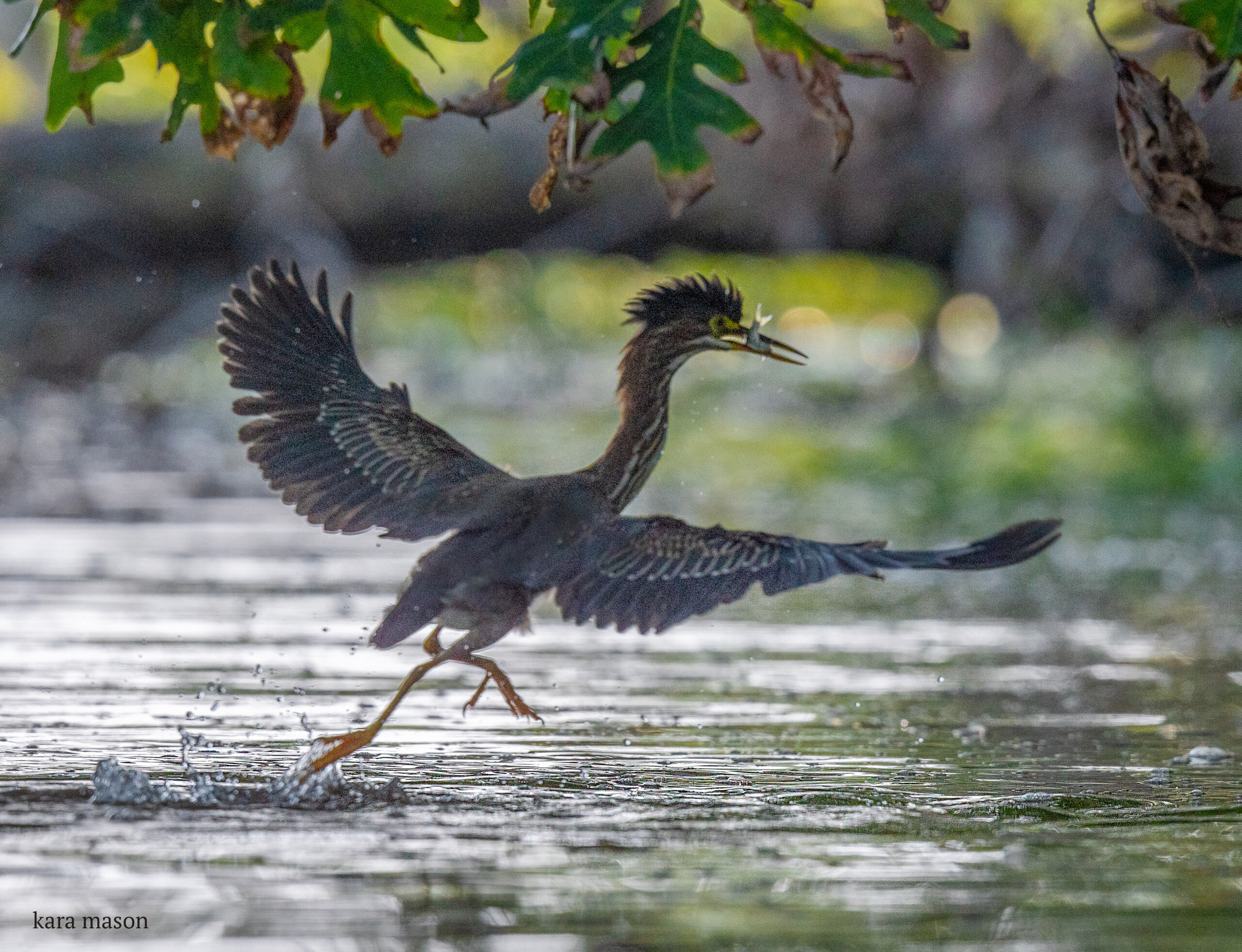 (PHOTO: Green Heron (Butorides virescens) at the Marshlands Conservancy in Rye, New York. Credit: Kara Mason.)