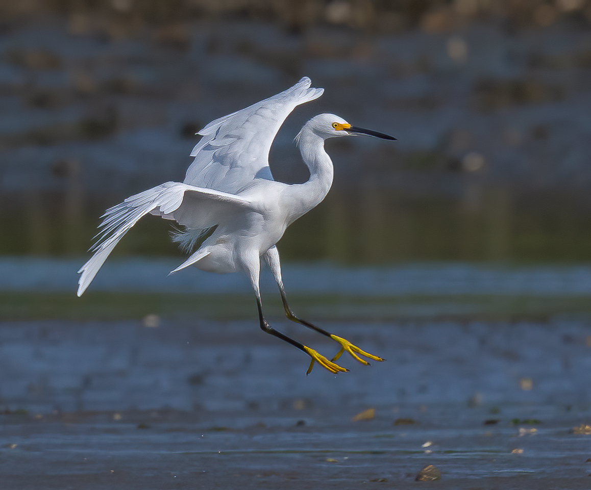 (PHOTO: Snowy Egret (Egretta thula) at the Marshlands Conservancy in Rye, New York. Credit: Kara Mason.)