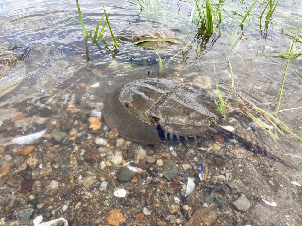 (PHOTO: Horseshoe crabs visit the shores of the Marshlands Conservancy and Edith Read Sanctuary in Rye each summer. Contributed.)