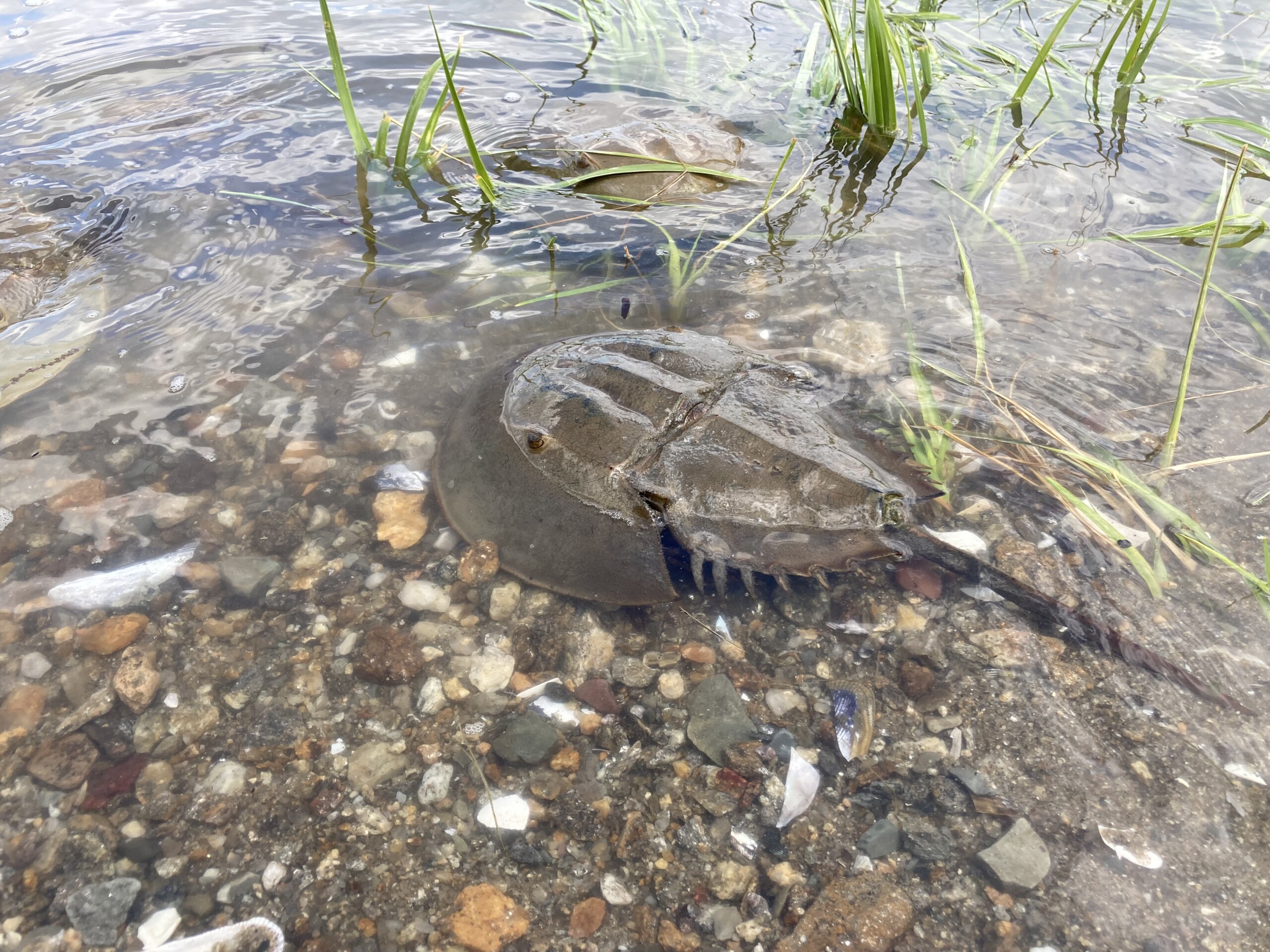 (PHOTO: Horseshoe crabs visit the shores of the Marshlands Conservancy and Edith Read Sanctuary in Rye each summer. Contributed.)