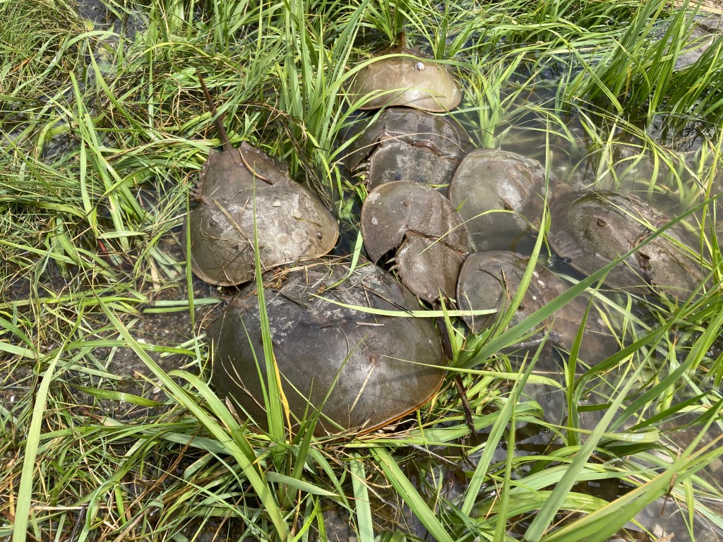 (PHOTO: Horseshoe crabs visit the shores of the Marshlands Conservancy and Edith Read Sanctuary in Rye each summer. Contributed.)
