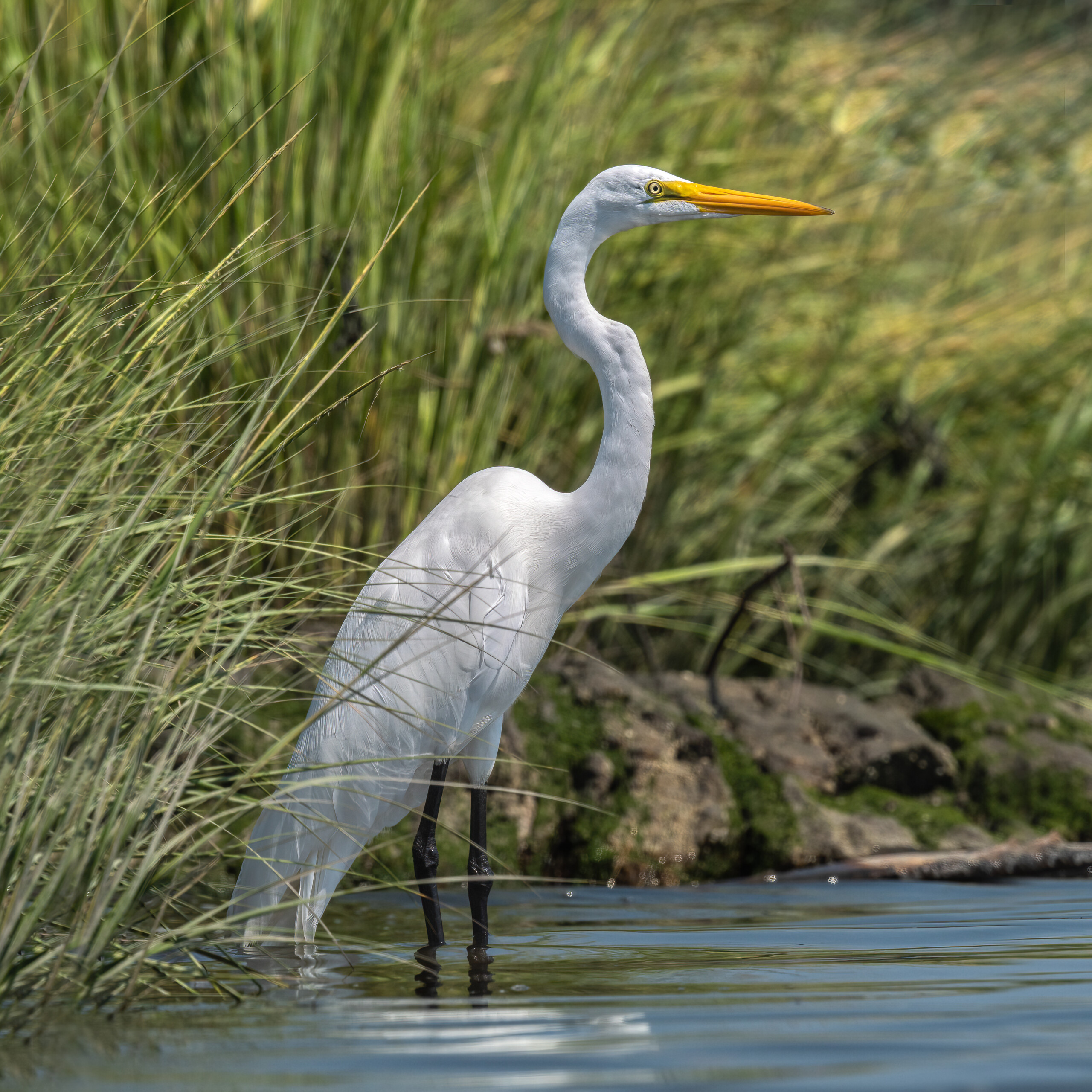 (PHOTO: Great Egret (Adrea Alba) at the Marshland Conservancy in Rye, New York. Credit: Kara Mason.)