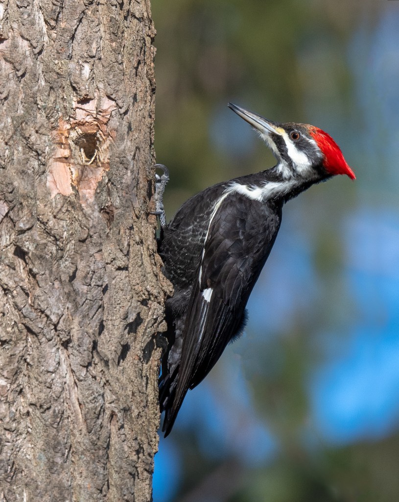 (PHOTO: Pileated Woodpecker (Dryocopus Pileatus) at the Marshland Conservancy in Rye, New York. Credit: Kara Mason.)