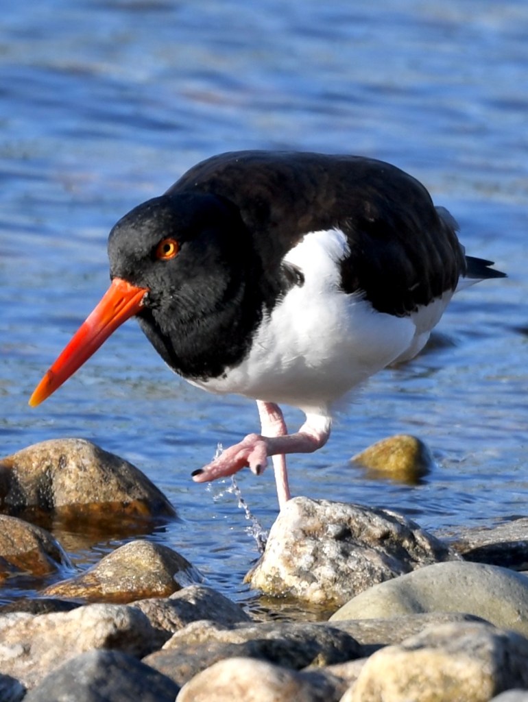 Birds of Rye: American Oystercatcher (Haematopus palliatus)