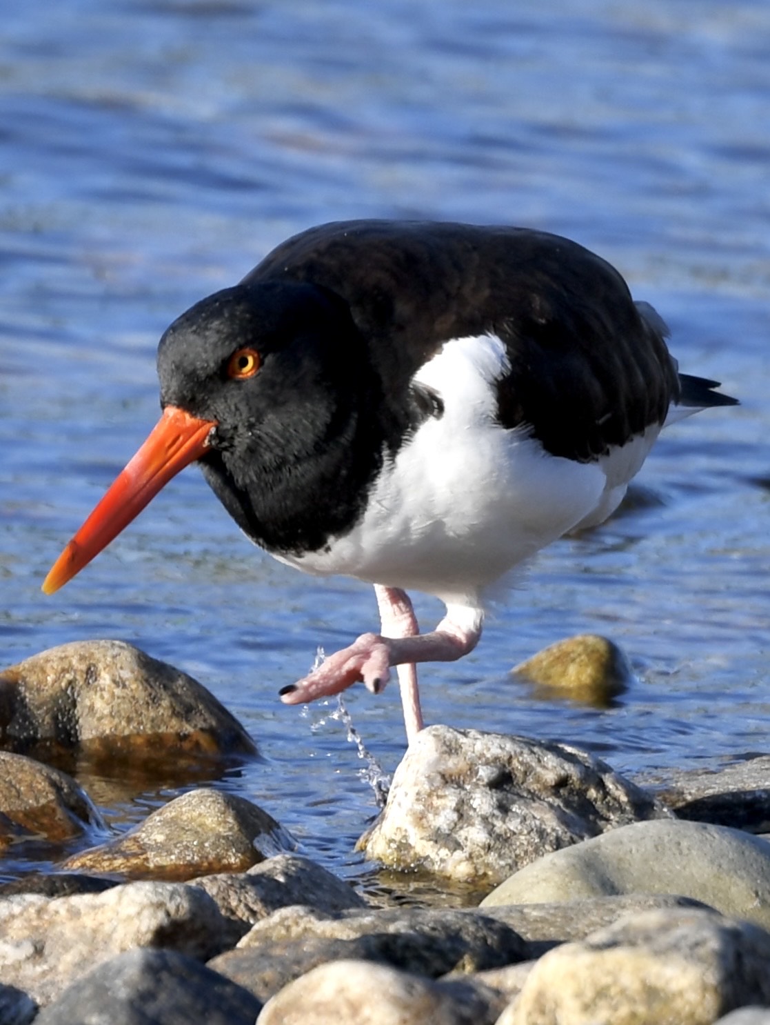 [PHOTO: American Oystercatcher (Haematopus palliatus) at Playland Lake in Rye, New York. Credit: Grace Devine.]