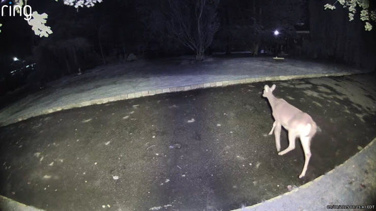 (PHOTO: Security camera footage caught one of the interlopers - AKA deer - that routinely rummage Shankar Narayan's gardens on Manursing Way in Rye. Contributed.)