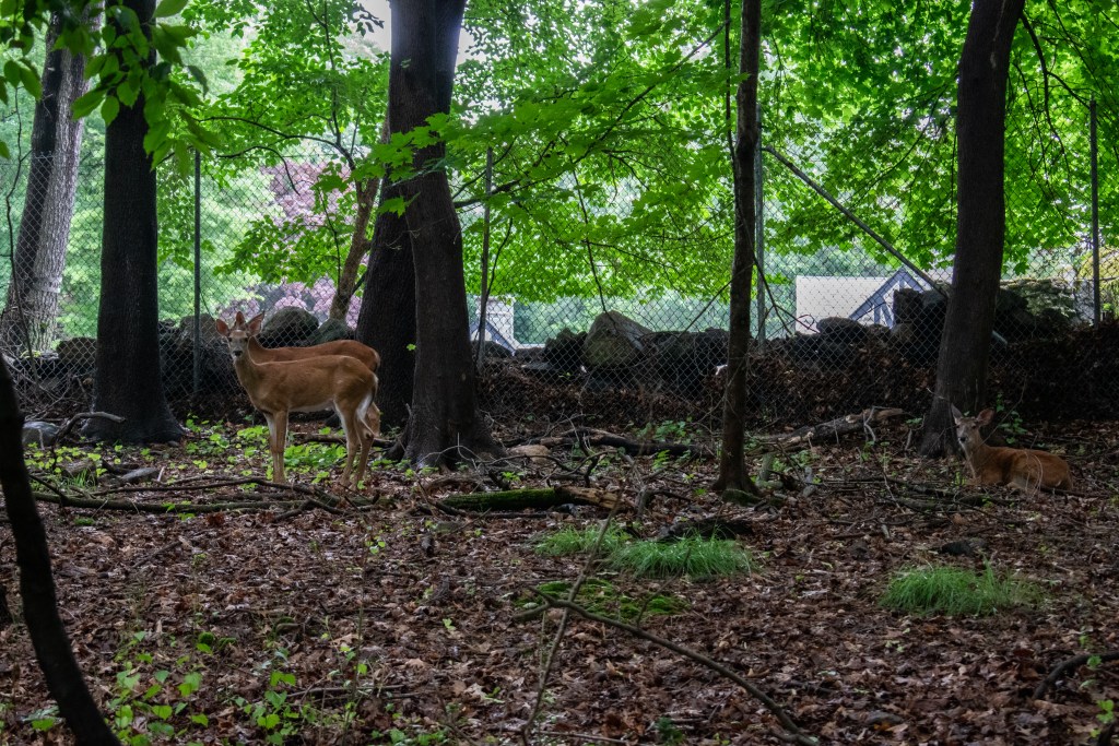(PHOTO: Deer in the Rye Nature Center. File photo, 2024. Credit: Tilman Oberbannscheidt.)