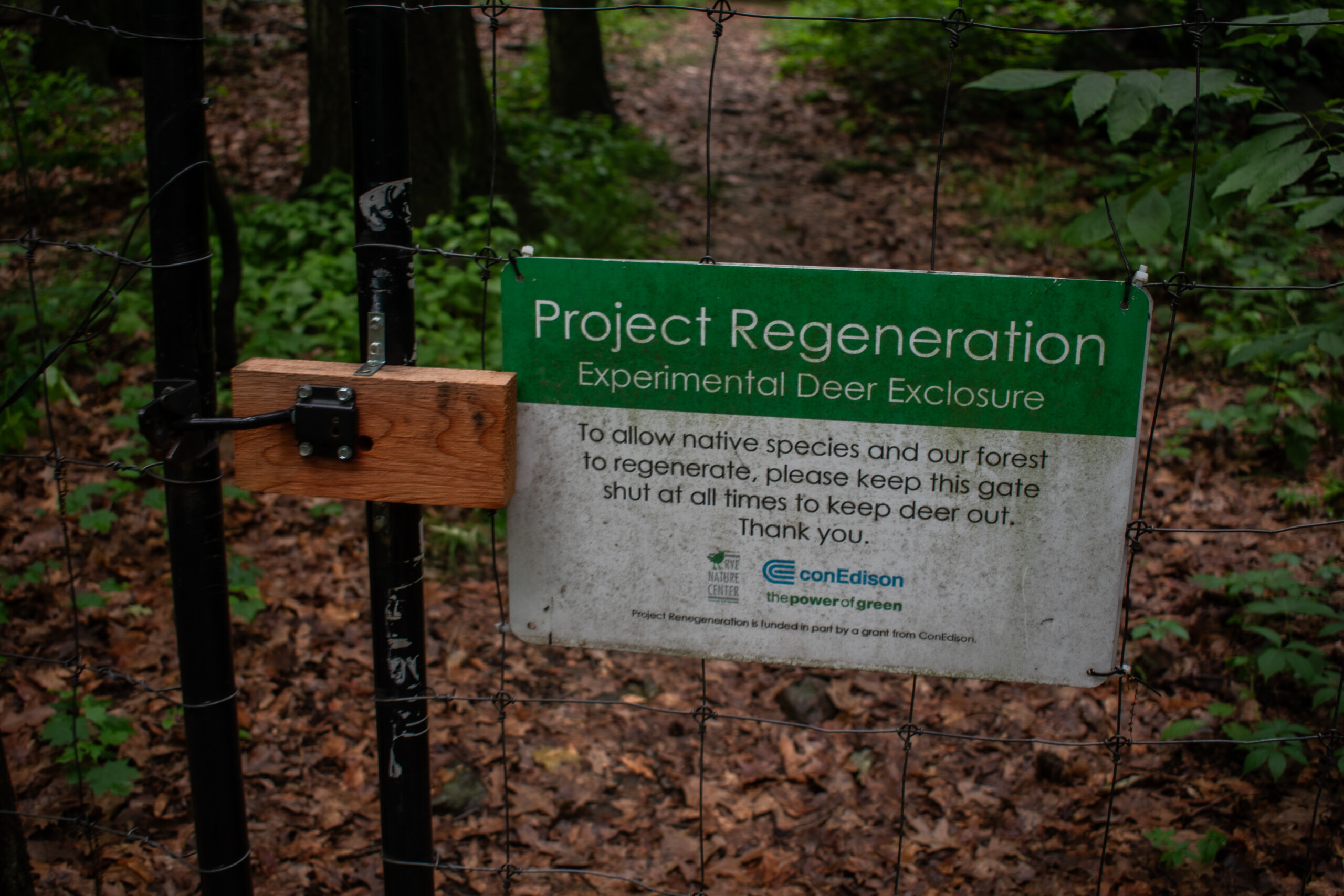 (PHOTO: The Rye Nature Center maintains two fenced deer exclosure areas to keep deer out and allow native species and the forest to regenerate. File photo, 2024. Credit: Tilman Oberbannscheidt.)