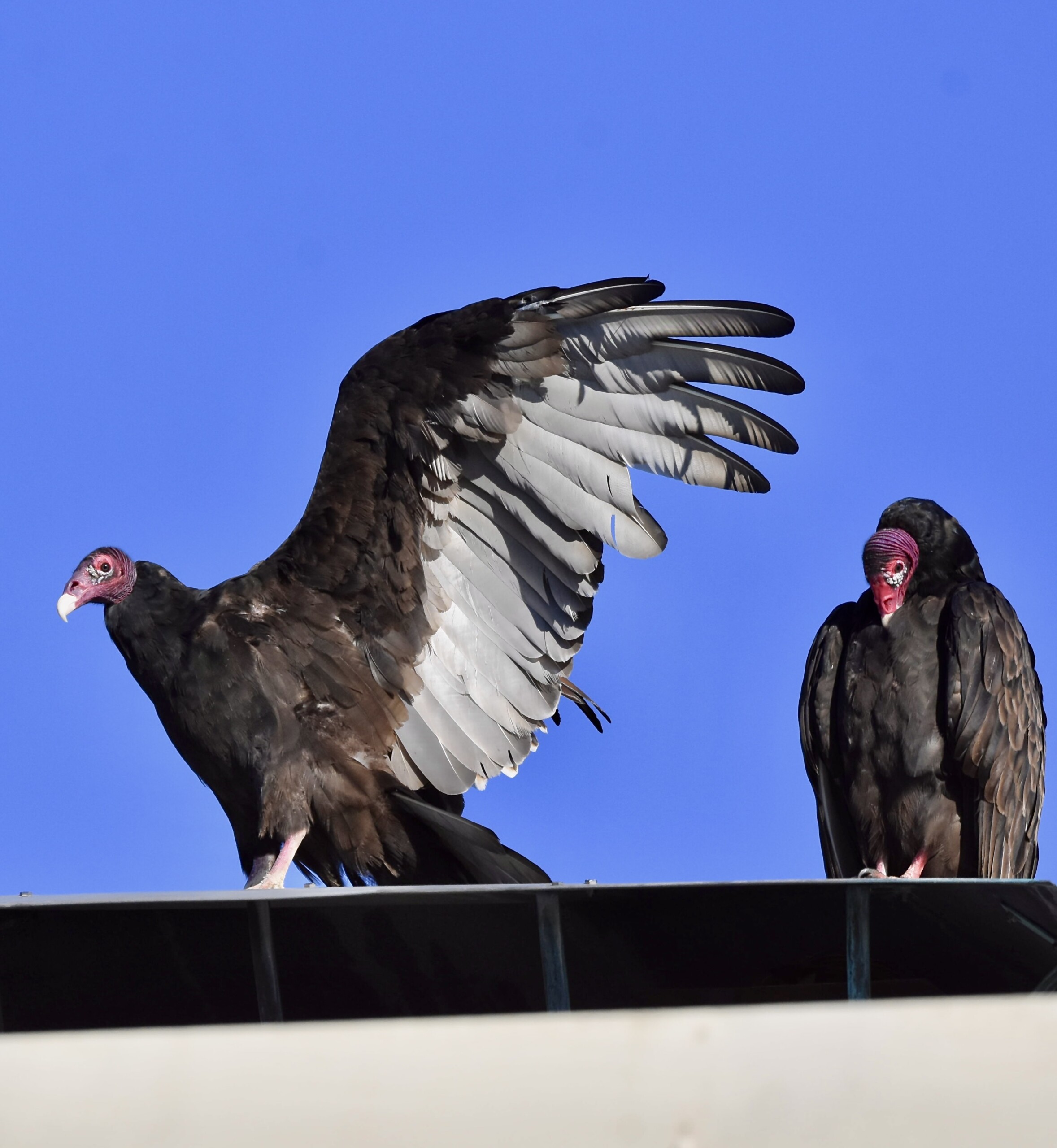 (PHOTO: Turkey Vultures at the Jay Estate in Rye, NY. Credit: