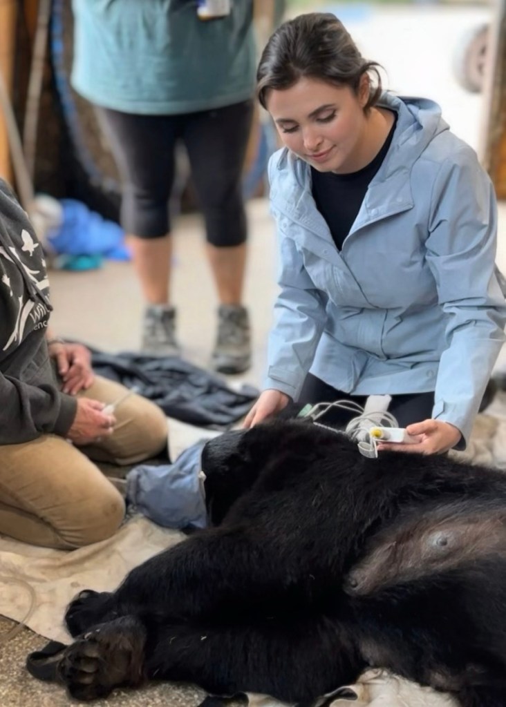 (PHOTO: Cottontail Cottage ExecutiveDirector Briggitte Dix monitors the vital signs of a tranquilized black bear during a federal wildlife research project in Minnesota. Contributed.)