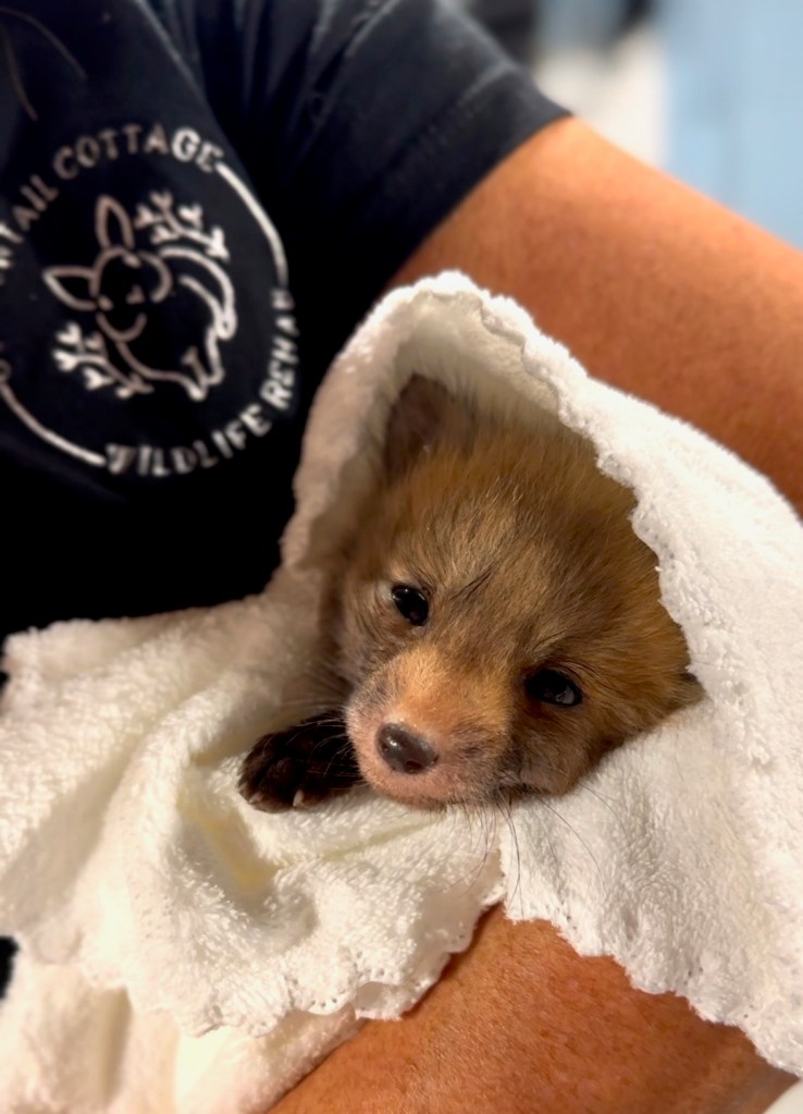 (PHOTO: An orphaned fox kit receiving care at Cottontail Cottage Wildlife Rehab after being rescued from the woods in Bedford. Contributed.)