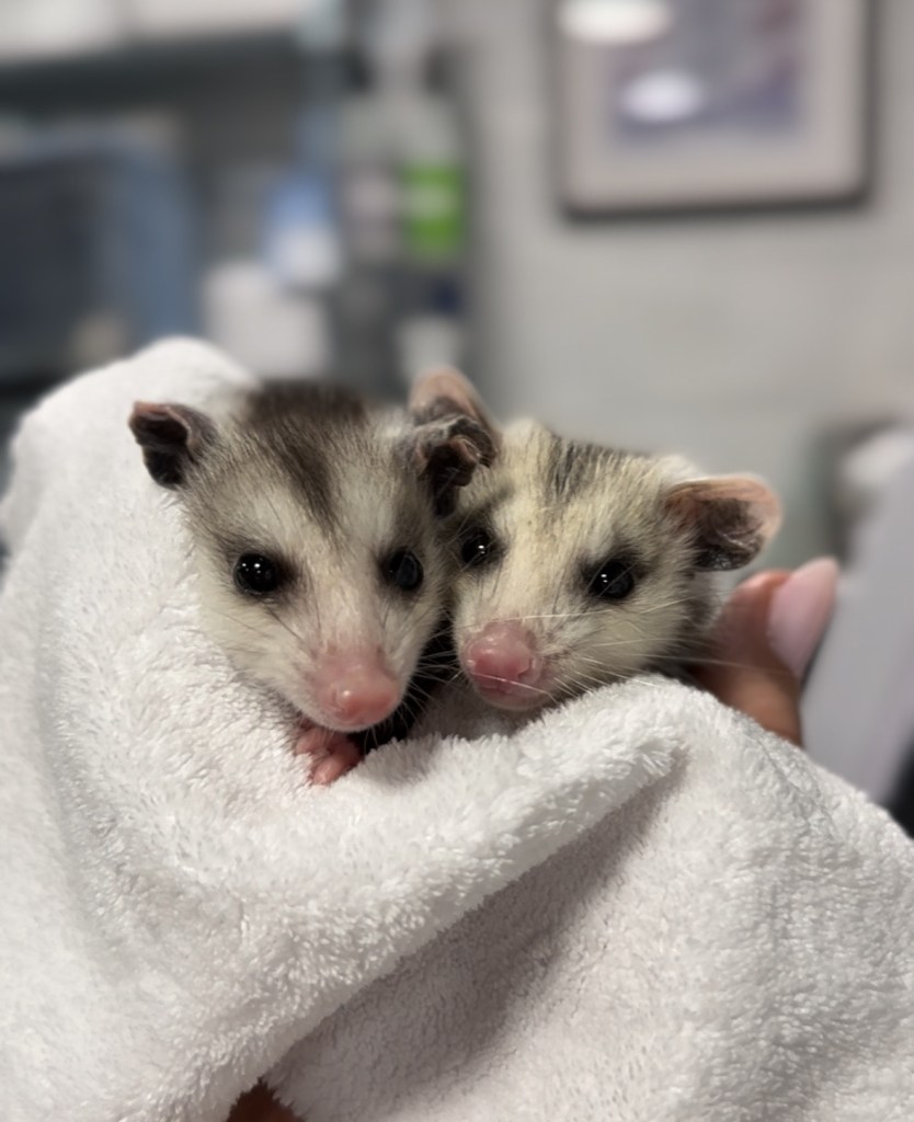 (PHOTO: Two orphaned opossum patients raised at Cottontail Cottage Wildlife Rehab before their successful release back into the wild. Contributed.)