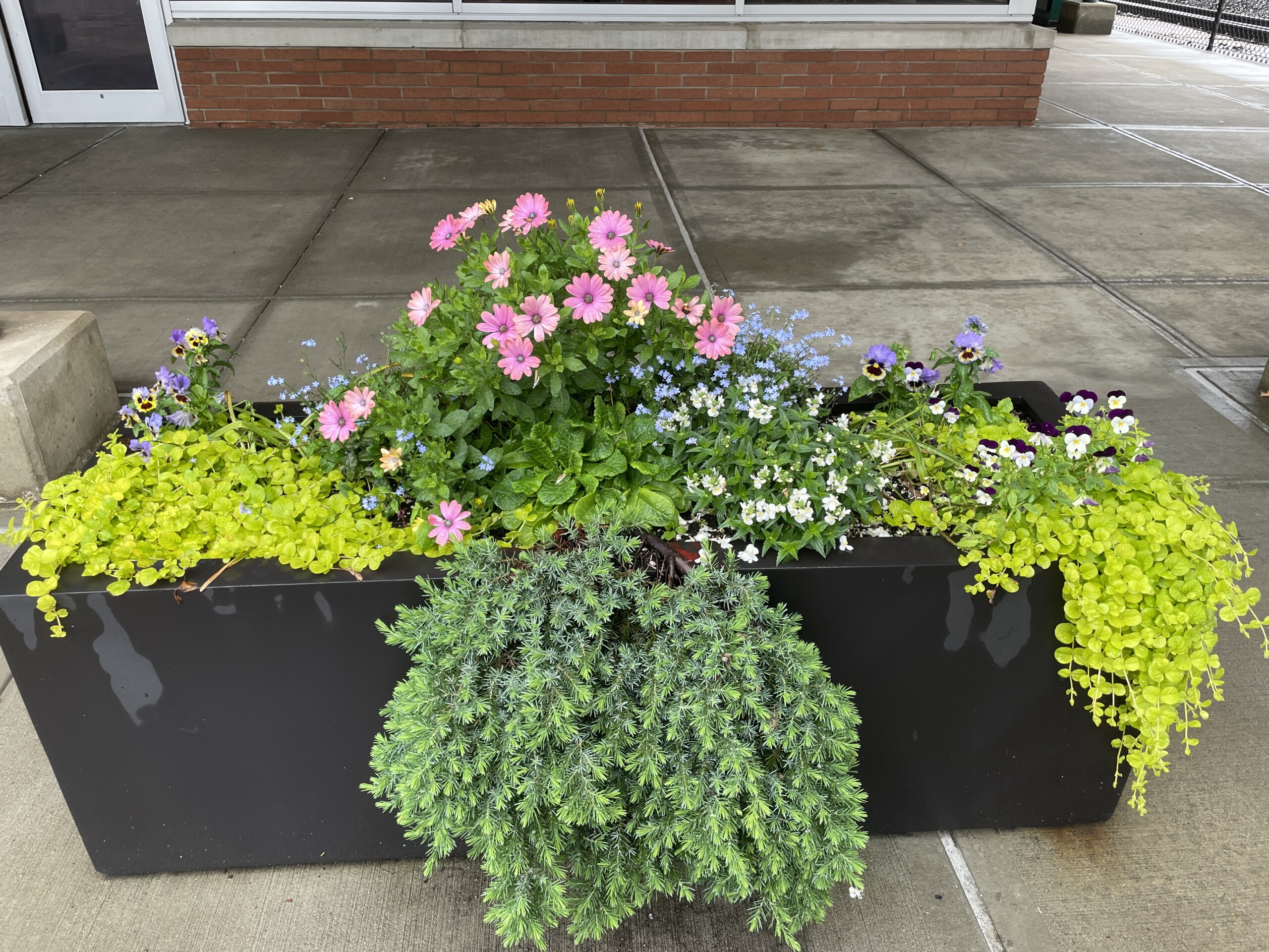 (PHOTO: Beautiful planters at the Rye Train Station maintained by The Little Garden Club of Rye. Contributed.)