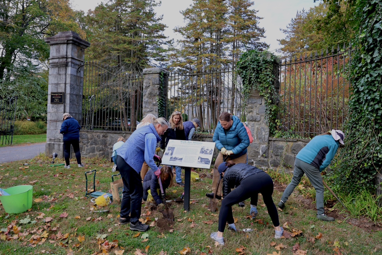 (PHOTO: The Little Garden Club of Rye planting daffodils for the Annual Daffodil Show at the Wainwright House. Contributed.)