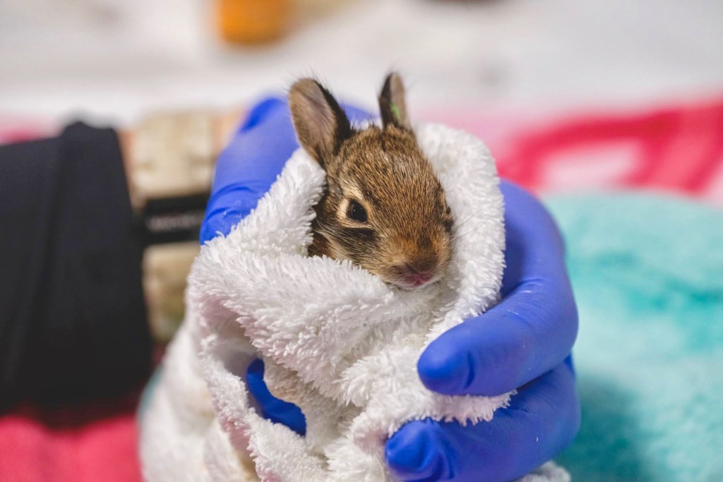 (PHOTO: Rescued bunny at Cottontail Cottage Wildlife Rehab. Contributed.)