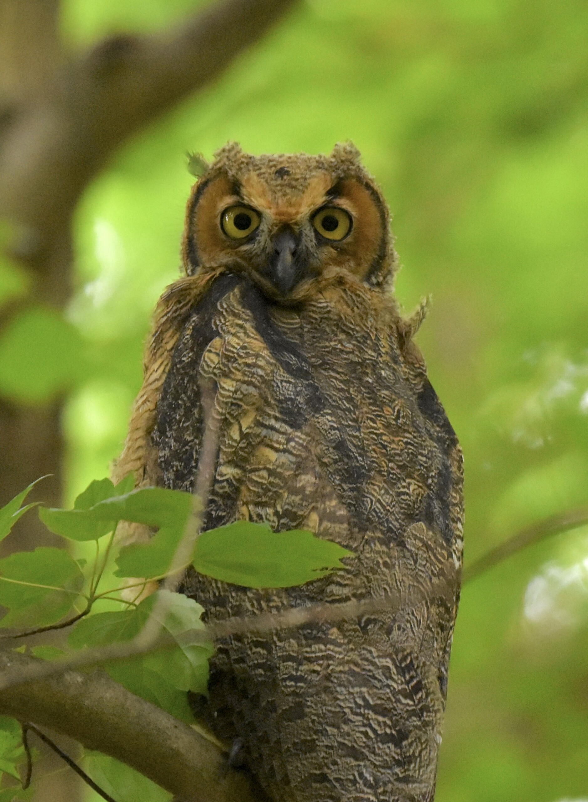(PHOTO: A young Great Horned Owl spotted at the Marshland Conservatory in Rye, NY. Credit: Grace Devine.)