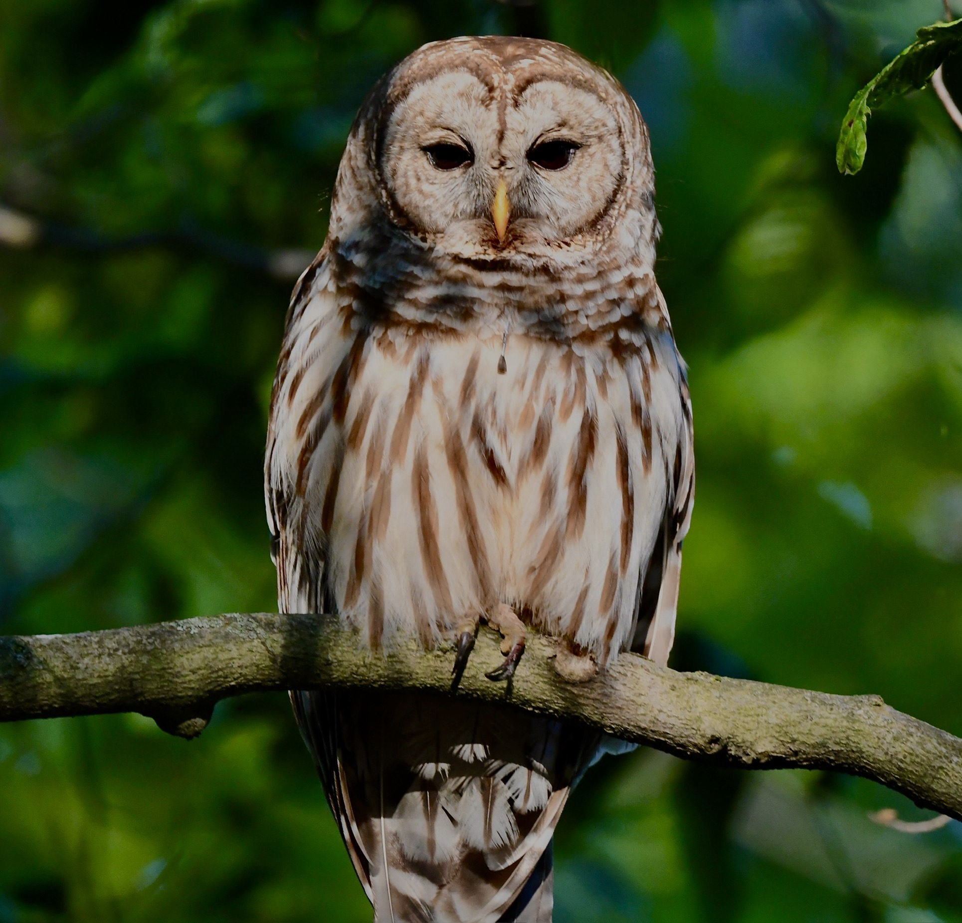 (PHOTO: A Barred Owl hunting at the Marshland Conservatory in Rye, NY. Credit: Grace Devine.)