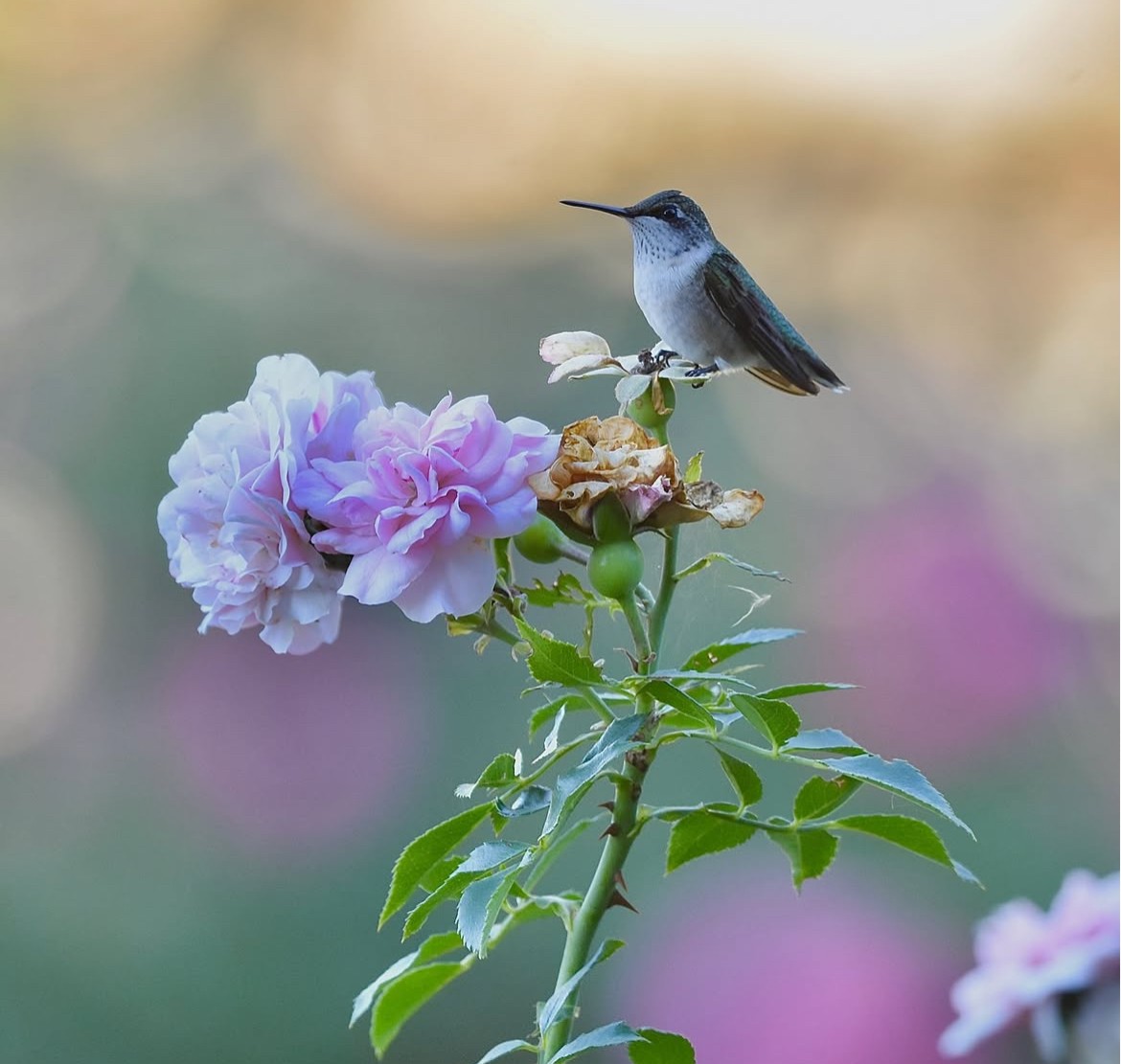 (PHOTO: Hummingbird photographed on roses in the Jay Heritage Center gardens. Credit: Kat Katryn.)